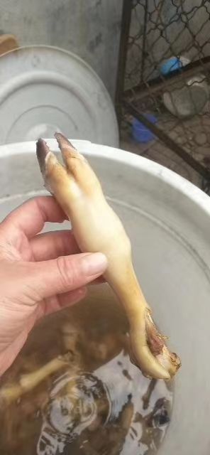 阳信县 羊蹄