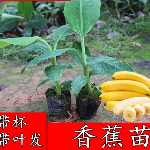 南宁小米焦苗   香蕉苗，西贡蕉苗