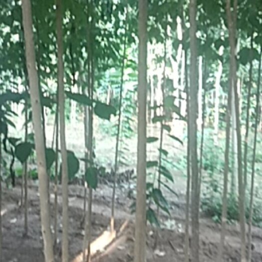 正定县米径2到2.5杜仲苗3000棵