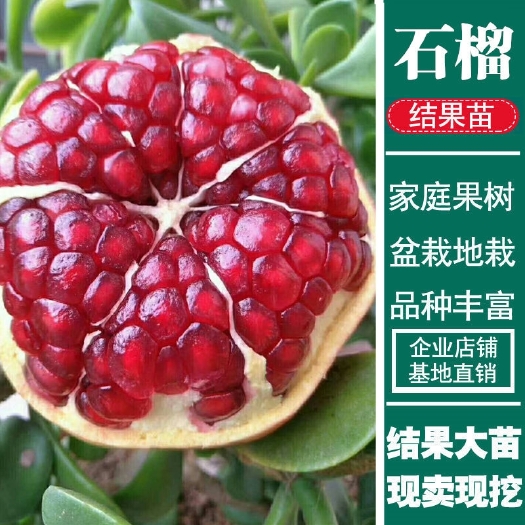 平邑县蒙阳红石榴苗  甜石榴树苗 嫁接盆栽地栽南北方种植当年结果包邮