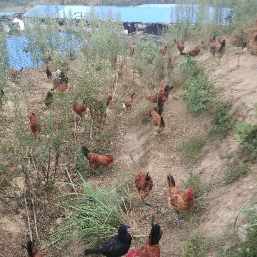 印江县 林下散养土鸡