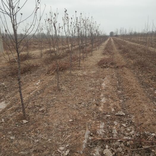 衡水新梨7号梨树苗 大量供应三公分以上梨树