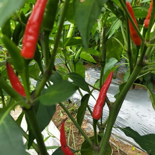 安顺 自己基地种植的朝天椒