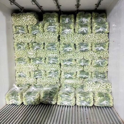 曹县 精品油菜上海青小白菜快菜