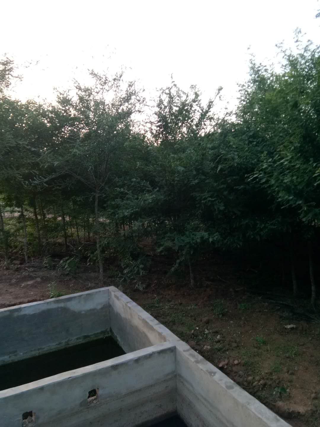 大刺皂角树 普通苗