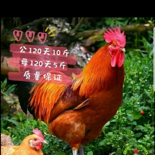 昆明云南正宗大种青脚麻鸡苗，可达10斤，路损包赔，成活率高，大苗
