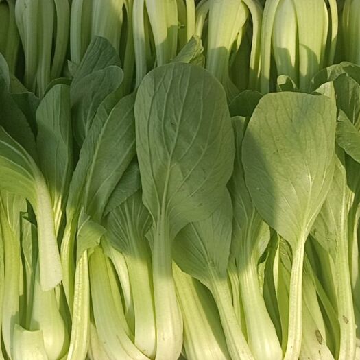 沈阳油菜