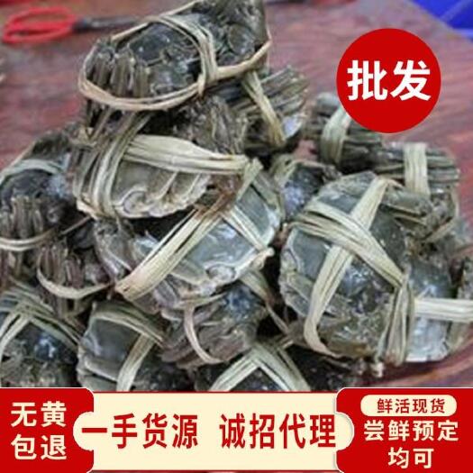 兴化市兴化大闸蟹，预计9月1号上市，欢迎来采购！！各种规格都有