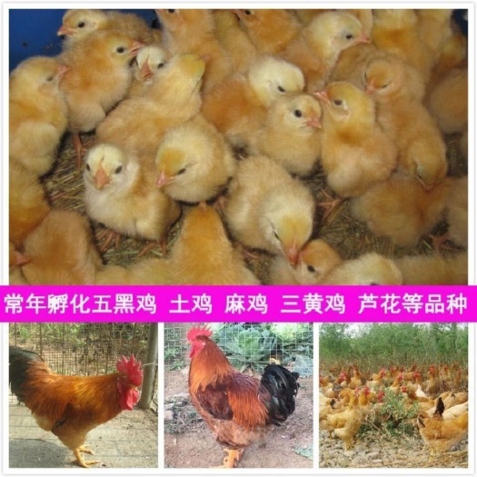 南昌九斤黄鸡苗  麻鸡苗、包建大棚、包技术指导、包饲料、签订养殖合同、包回收