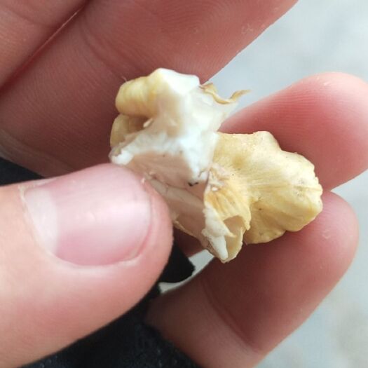 渭南 卖核桃拉