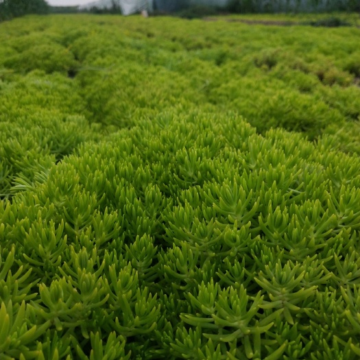 开封 佛甲草种植基地:品种有营养钵苗、双色杯苗、穴盘苗 、方盘苗。