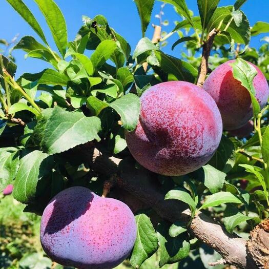 平邑县安格诺李子  沂蒙山水果基地～专业李子种植示范基地