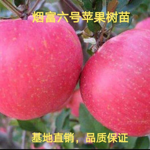 平邑县烟富6号苹果树苗 烟富6号苹果苗，抗病毒，产量高，10月下旬成熟，补发死苗