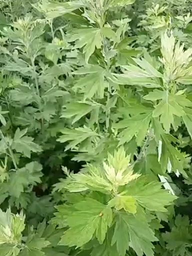 艾根 出售南阳优质艾草基地优质五叶艾苗叶子大产量高全程包技术