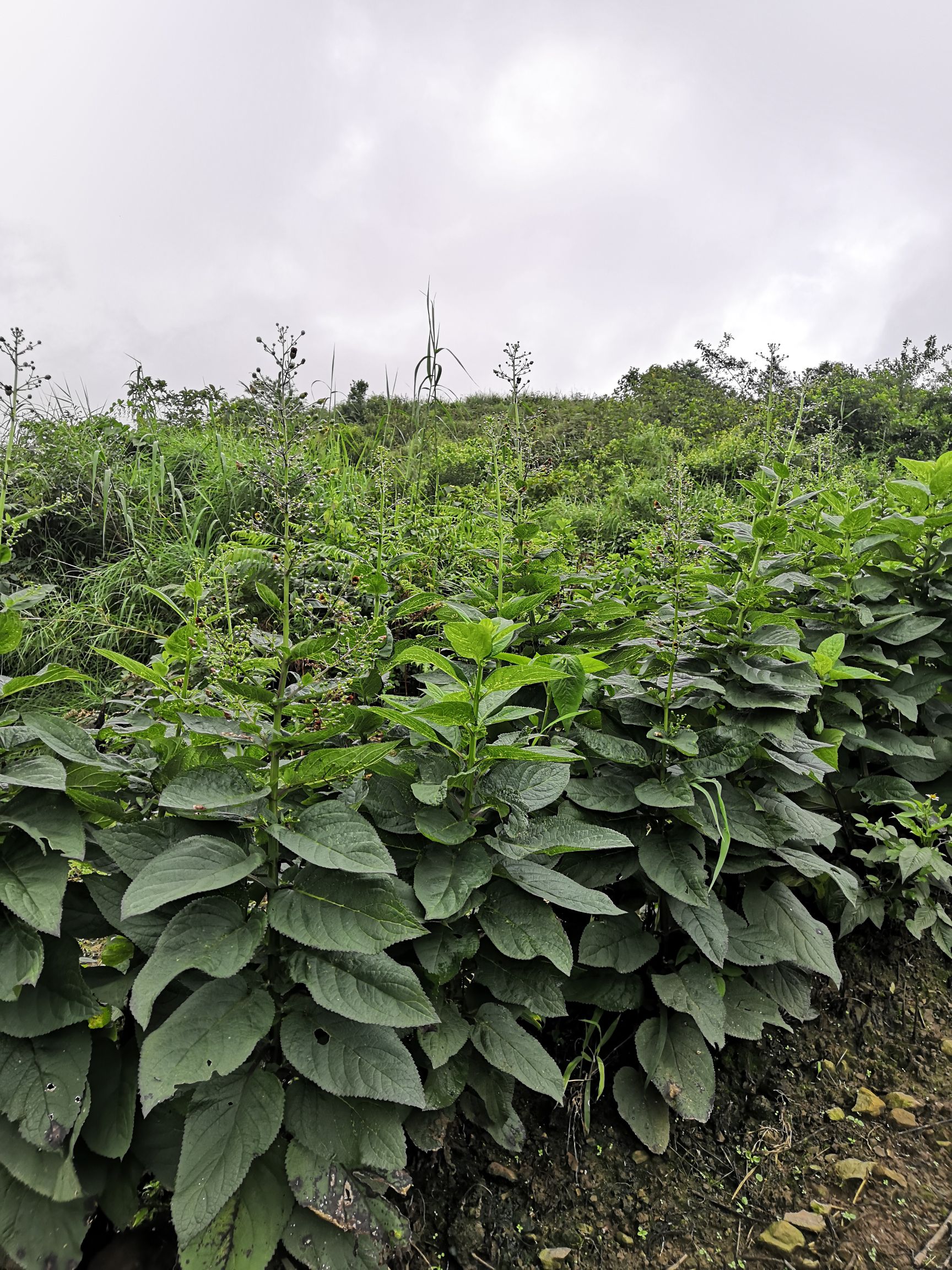  玄参种植户，期望能与贵公司长期合作