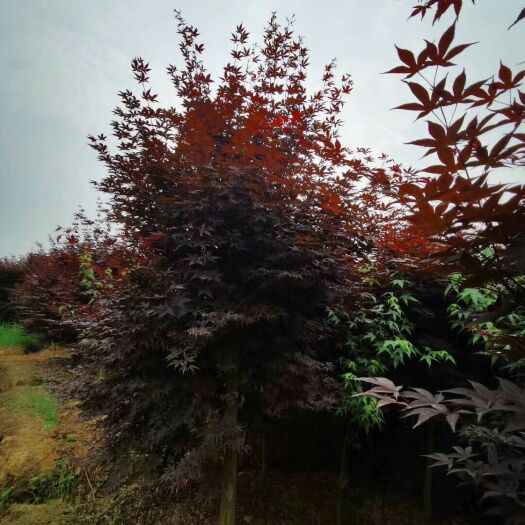 都江堰市美国红枫 红枫