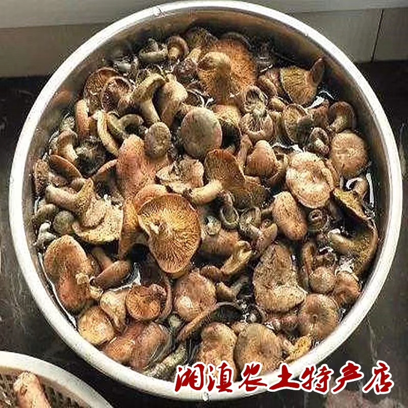 寒菌天然雁鹅菌农户采摘松乳菇食用山珍