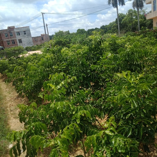 廉江市贵妃黄皮果苗，品种纯正(中枝)，原产地，诚信第一，互利互赢