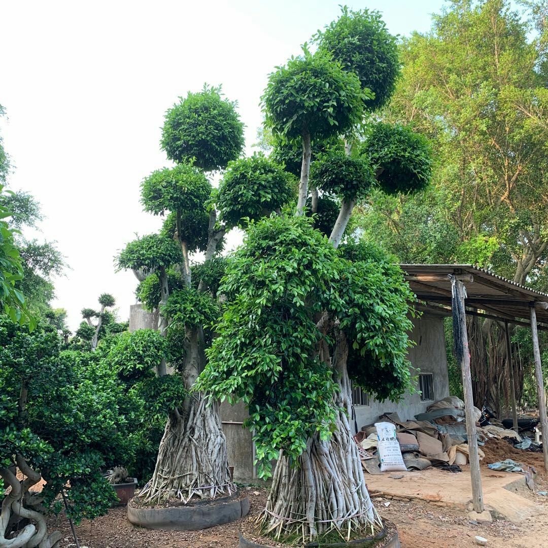 造型景观小叶榕桩头 福建原叶造型南安提根小叶榕桩头