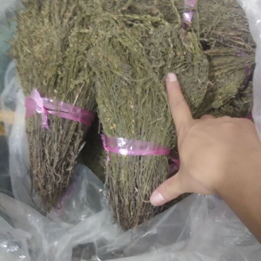 南宁独脚柑  独角金，一手货源