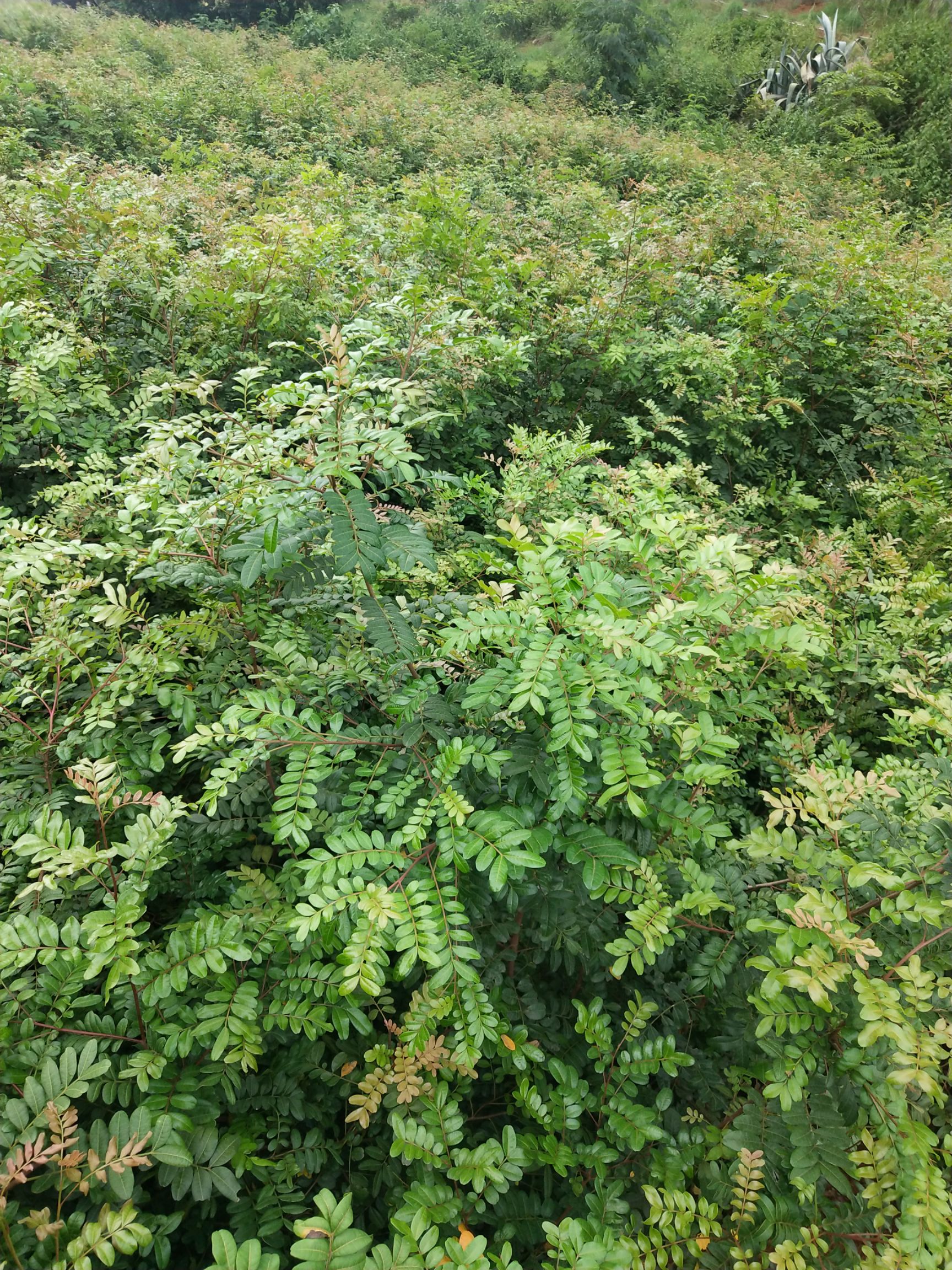清香木苗大量出售清香木袋苗地径1至15公分每株8元数量6万株