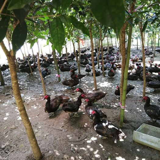 崇阳县番鸭 乡下散养，诚信为本