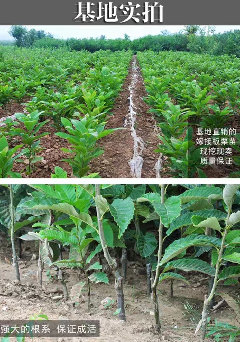 大红袍板栗苗 大红袍板栗嫁接苗当年挂果基地直销南北方适宜品种纯正