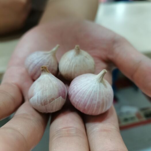 十堰独头蒜 春季购买准备烧小龙虾自用。现虾季到了尾声。腾挪仓库急需处理