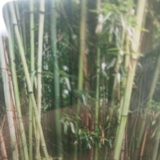 独山县 竹子