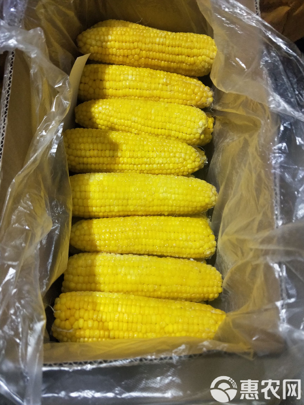 合肥糯玉米出售信息网站_合肥新鲜玉米哪里进货 合肥糯玉米出售信息网站_合肥新鲜玉米哪里进货