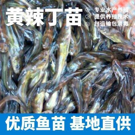 阆中市黄颡鱼苗 四川热销黄辣丁苗 鱼场批发货到付款 包运输下塘。