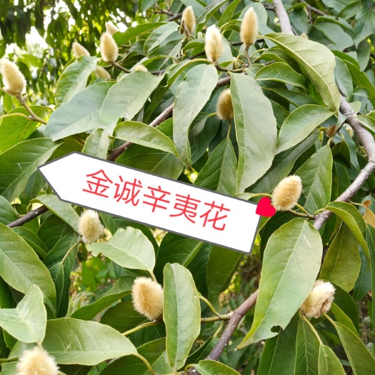 南召县辛夷  毛桃批发   调料品  药食同源