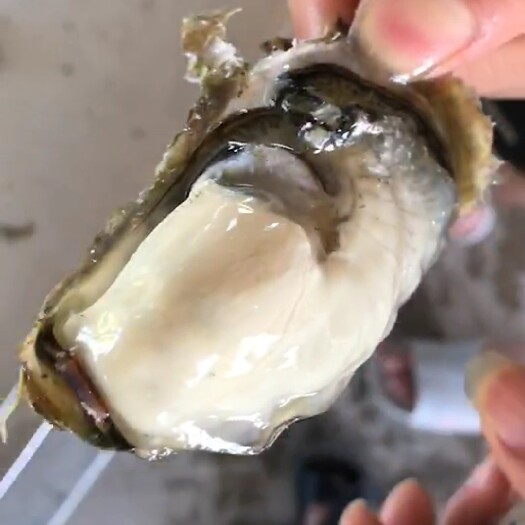 诏安县福建生蚝 承接大小包装生蚝，生蚝当天起当天发，新鲜