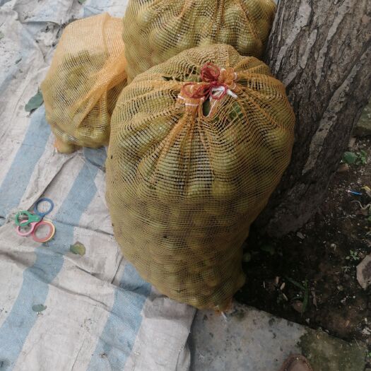 蒲城县 青皮核桃