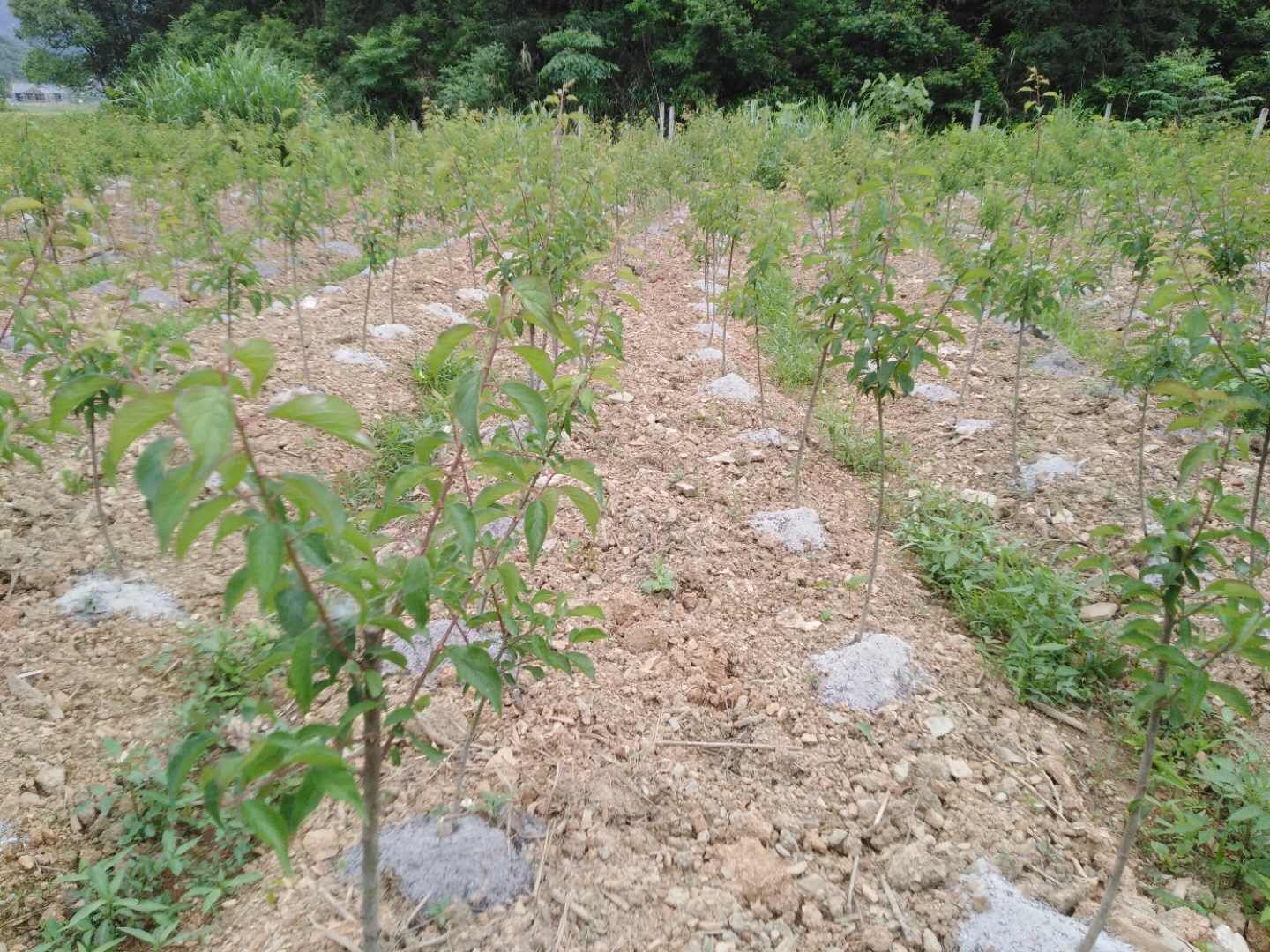  地径3至5公分已挂果青梅树苗酸梅树苗，包品种包挂果