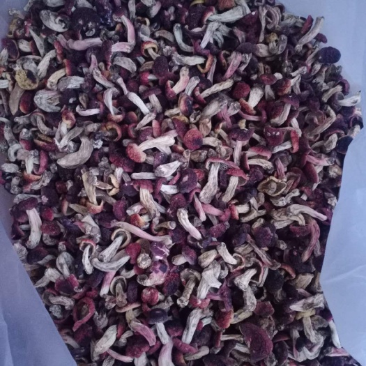 红菇，小菇丁，大红菌小菇丁，野生高山红菇全国包邮