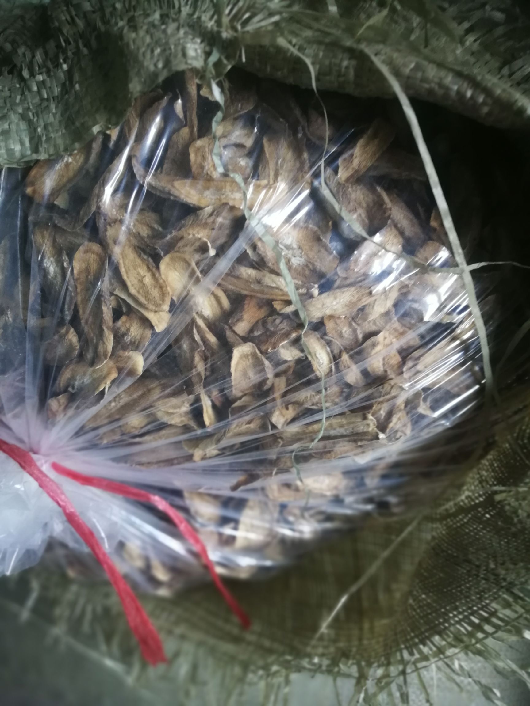  供应各种规格牛蒡片，牛蒡茶，牛蒡深加工