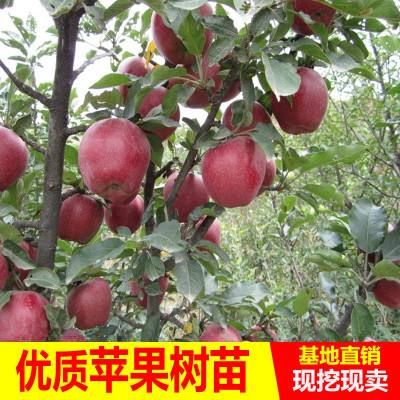 煙富6號蘋果樹苗 煙富6號蘋果苗，抗病毒，產(chǎn)量高，10月下旬成熟，補(bǔ)發(fā)死苗