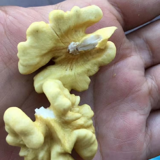 宝鸡 青皮核桃个大皮薄