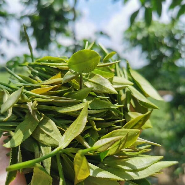  大量英德红茶绿茶乡下土特产