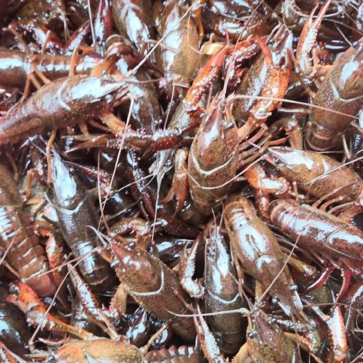 扬州清水小龙虾 小号龙虾 青红虾 肉质饱满  高邮湖虾活力好  运输伤亡小
