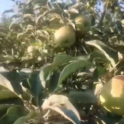 绥中县 不套袋寒富苹果