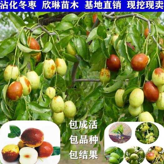 平邑县 沾化冬枣苗 正宗嫁接苗 品种纯正 基地直销 保湿保鲜发货