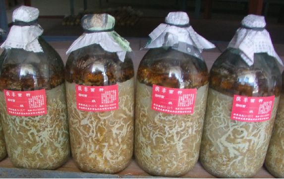 天麻种子 工厂供应天麻密环菌，萌发菌菌种乌红杂交天麻种