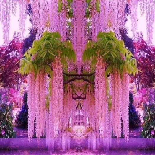 平邑县丰花紫藤  【现挖现发】精品紫藤花.包品种.包邮.适合南北方种
