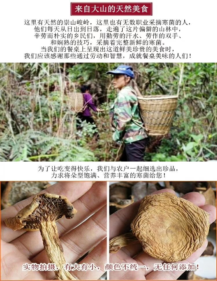 寒菌天然雁鹅菌农户采摘松乳菇食用山珍