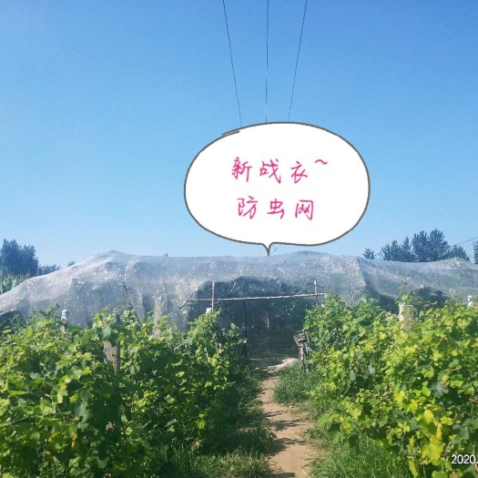 辛集市 河北~新型皇冠梨（绿色无公害）
市面很少有