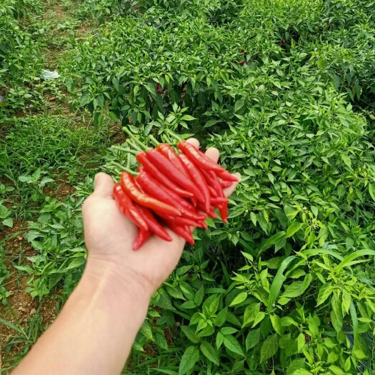 紫云县 艳椒408每天可摘15吨左右，有意者请联系