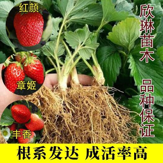 平邑县 优质草莓苗红颜章姬白雪公主妙香七号品种纯正量大优惠