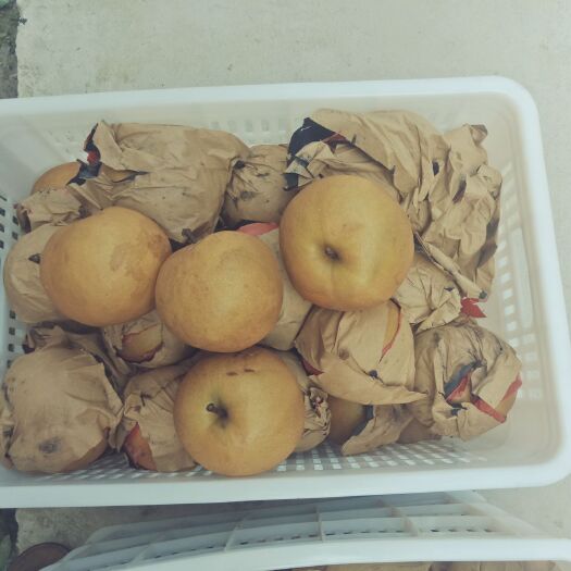 莒南县 圆黄甜梨，，量大优惠，质量上乘！